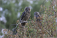 2 im Baum... Europäischer Uhu *Bubo bubo*