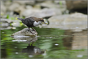 den Schnabel voll... Wasseramsel *Cinclus cinclus* bei der Nahrungssuche