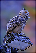 Mensch und Natur... Europäischer Uhu *Bubo bubo*