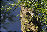 kleine Geheimnisse... Steinkäuze *Athene noctua*