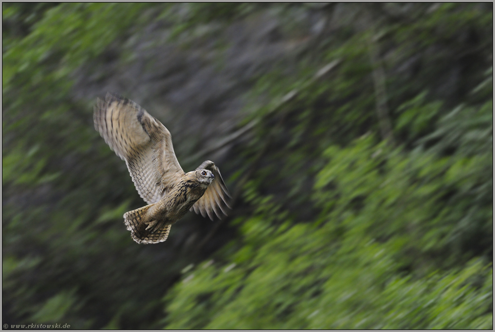aufwärts... Europäischer Uhu *Bubo bubo*
