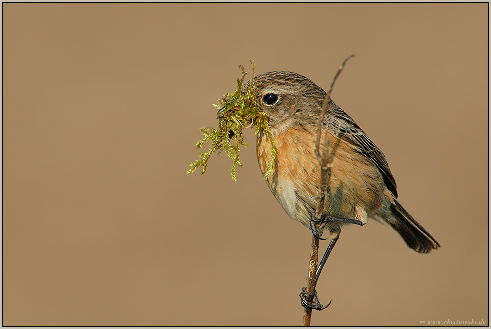 mit Nestmaterial... Schwarzkehlchen *Saxicola torquata*