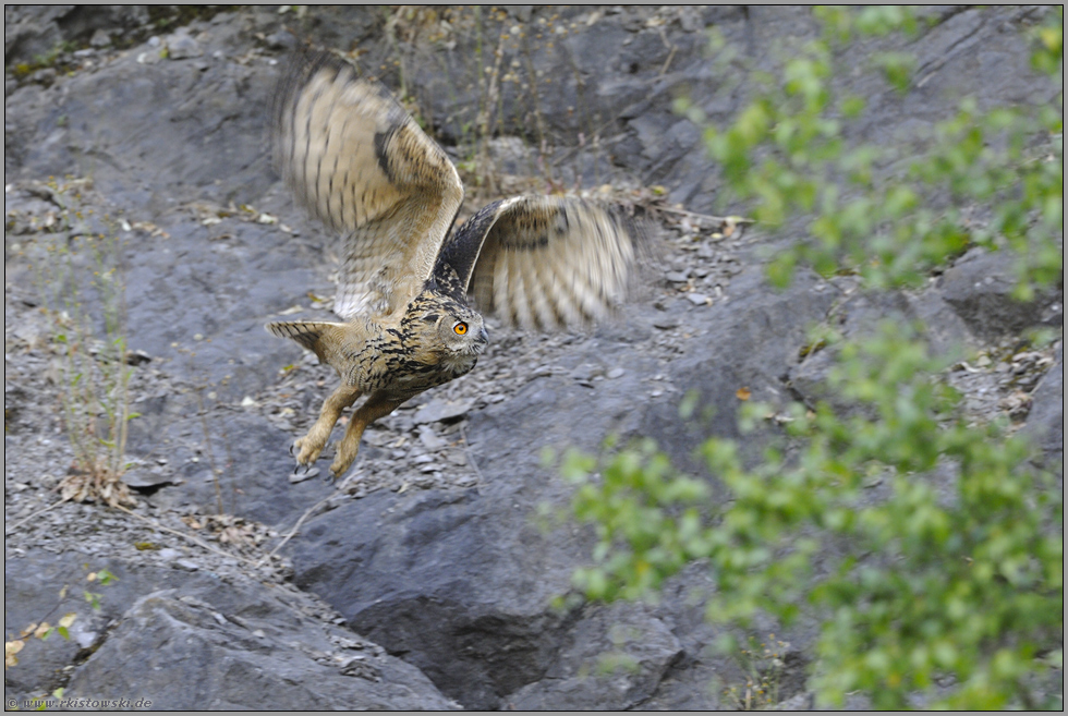 ab in die Büsche... Europäischer Uhu *Bubo bubo*