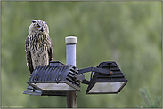 gar nicht wählerisch... Europäischer Uhu *Bubo bubo*