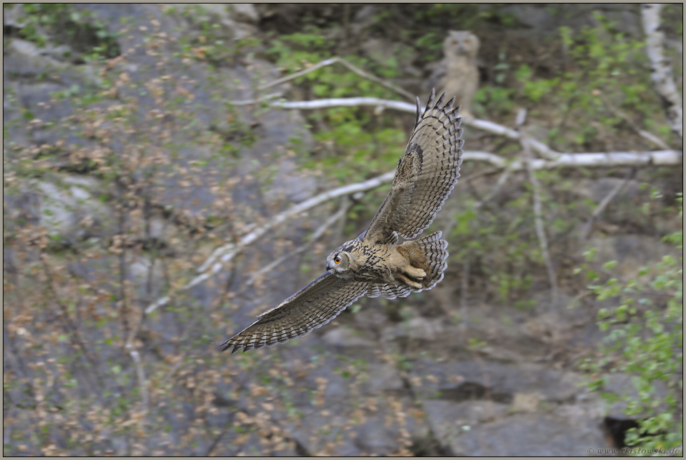 grau in grau... Europäischer Uhu *Bubo bubo*