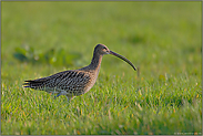 mit langem Schnabel... Großer Brachvogel *Numenius arquata*