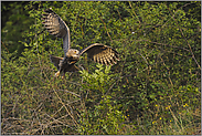 mit Schwung... Europäischer Uhu *Bubo bubo*