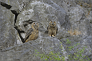 auf Posten... Europäischer Uhu *Bubo bubo*