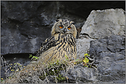 Überraschung... Europäischer Uhu *Bubo bubo*