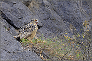 große Klappe... Europäischer Uhu *Bubo bubo*