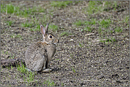 am Wiesenrand... Wildkaninchen *Oryctolagus cuniculus*