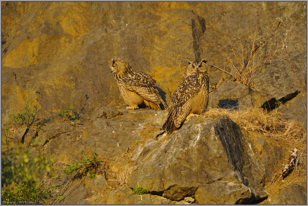 in der Abendsonne... Europäischer Uhu *Bubo bubo*