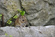 zwischen Felsspalten... Waldmaus *Apodemus sylvaticus*