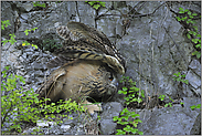 recken und strecken...  Europäischer Uhu *Bubo bubo*