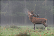 Hochbrunft... Rothirsch *Cervus elaphus*