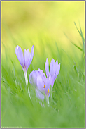 inmitten der Wiese... Herbstzeitlose *Colchicum autumnale*