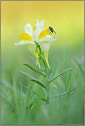 gelb-grün... Gewöhnliches Leinkraut *Linaria vulgaris*