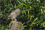 auf der Hut... Steinkauz *Athene noctua*