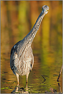 Schräger Vogel... Graureiher *Ardea cinerea*