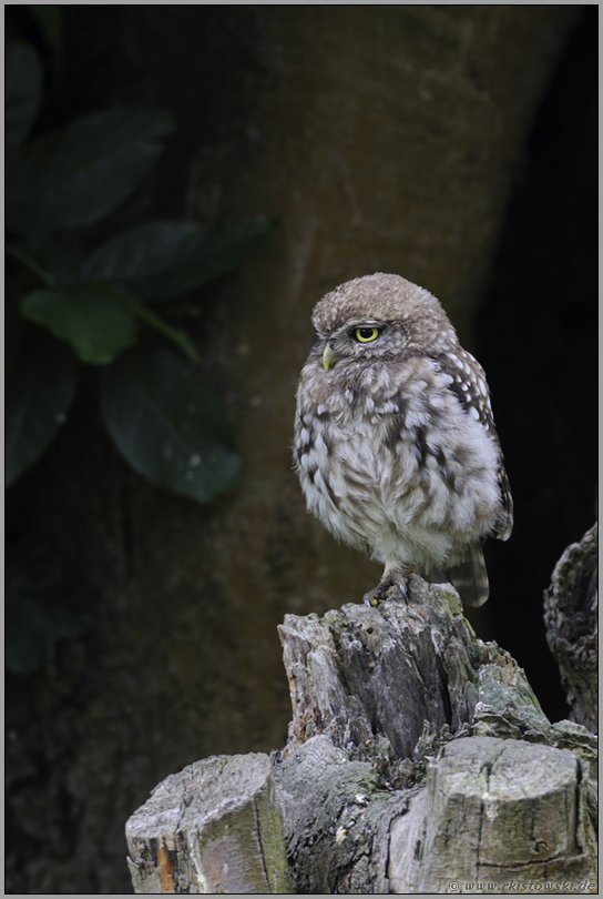 geschichtsträchtig... Steinkauz *Athene noctua*