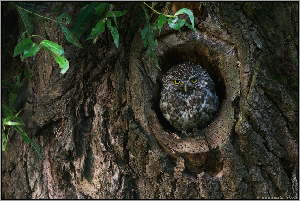 in der Naturhöhle... Steinkauz *Athene noctua*