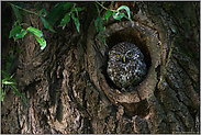 in der Naturhöhle... Steinkauz *Athene noctua*