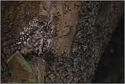 mit großen Augen... Steinkauz *Athene noctua*