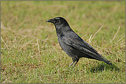 im Gras... Rabenkrähe *Corvus corone*