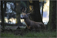 im dunklen Wald... Rothirsch *Cervus elaphus*