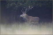 Spätsommer... Rothirsch *Cervus elaphus*