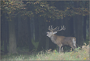 Anfang Oktober... Rothirsch *Cervus elaphus*