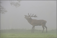 dichter Nebel... Rothirsch *Cervus elaphus*