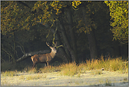 morgens an der Lichtung... Rothirsch *Cervus elaphus*