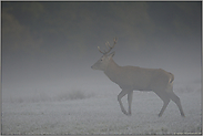 frühmorgens... Rothirsch *Cervus elaphus*