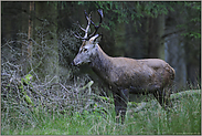 nach dem Schlammbad... Rothirsch *Cervus elaphus*