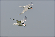 sie fliegen wieder... Flußseeschwalben *Sterna hirundo*