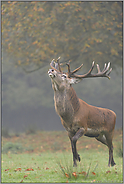 während der Brunft... Rothirsch *Cervus elaphus*