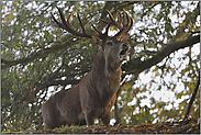 überraschende Begegnung... Rothirsch *Cervus elaphus*