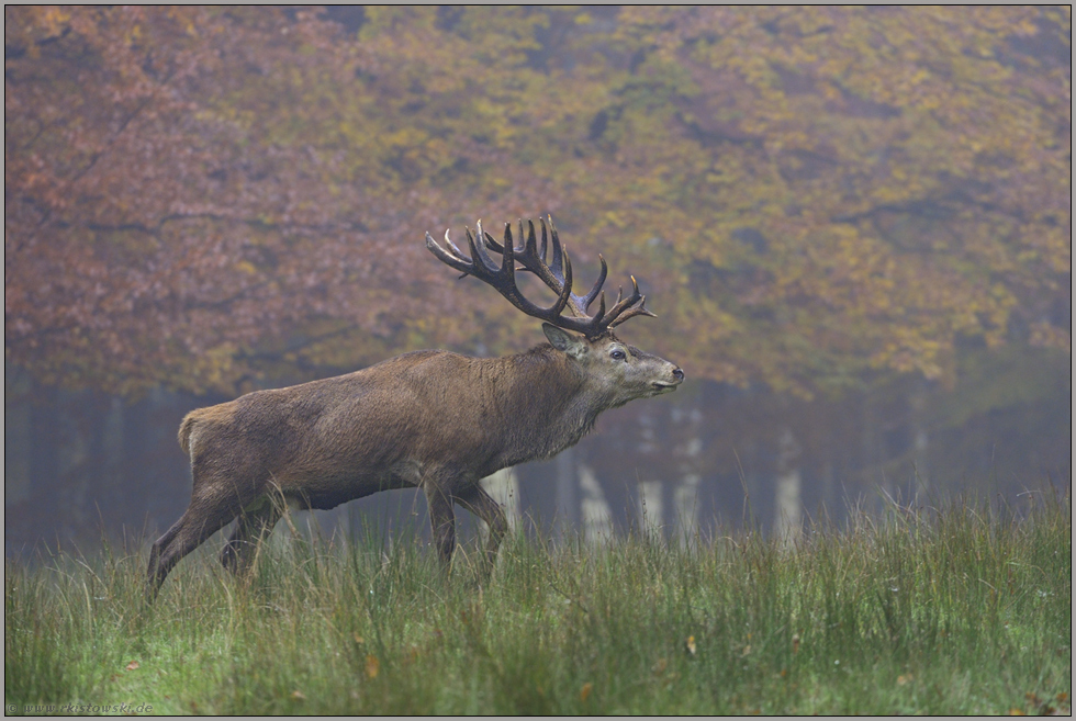 geschafft... Rothirsch *Cervus elaphus*