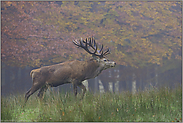 geschafft... Rothirsch *Cervus elaphus*