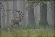 Ende Oktober... Rothirsch *Cervus elaphus*