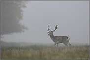 auf weiter Fläche... Damhirsch *Dama dama*