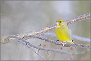 Farbtupfer... Grünfink  *Carduelis chloris*