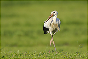 auf dem Durchzug... Weißstorch *Ciconia ciconia*