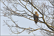 im Baum... Seeadler *Haliaeetus albicilla*