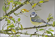 Ton in Ton... Blaumeise *Cyanistes caeruleus*