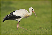 Charaktervogel... Weißstorch *Ciconia ciconia*