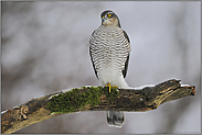 überraschender Besuch... Sperber *Accipiter nisus*