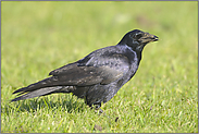 kein einfaches Leben... Saatkrähe *Corvus frugilegus*