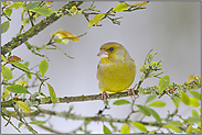 ein Grünling... Grünfink *Carduelis chloris*